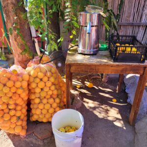 Fresh juice @ Orlando's Restaurant
