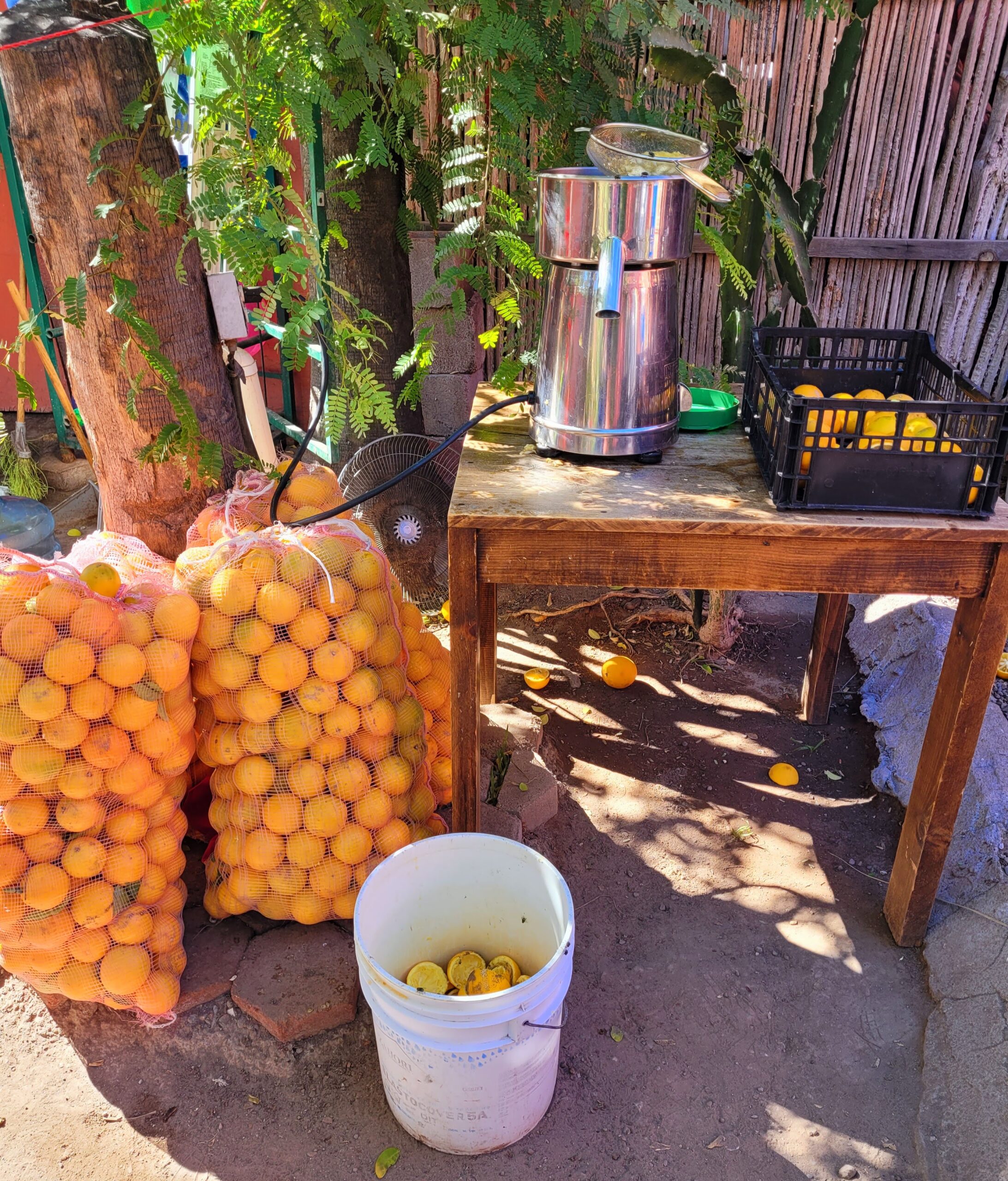 Freshly squeezed orange juice at Orlando's restaurant; Loreto, Baja California Sur (Mexico)