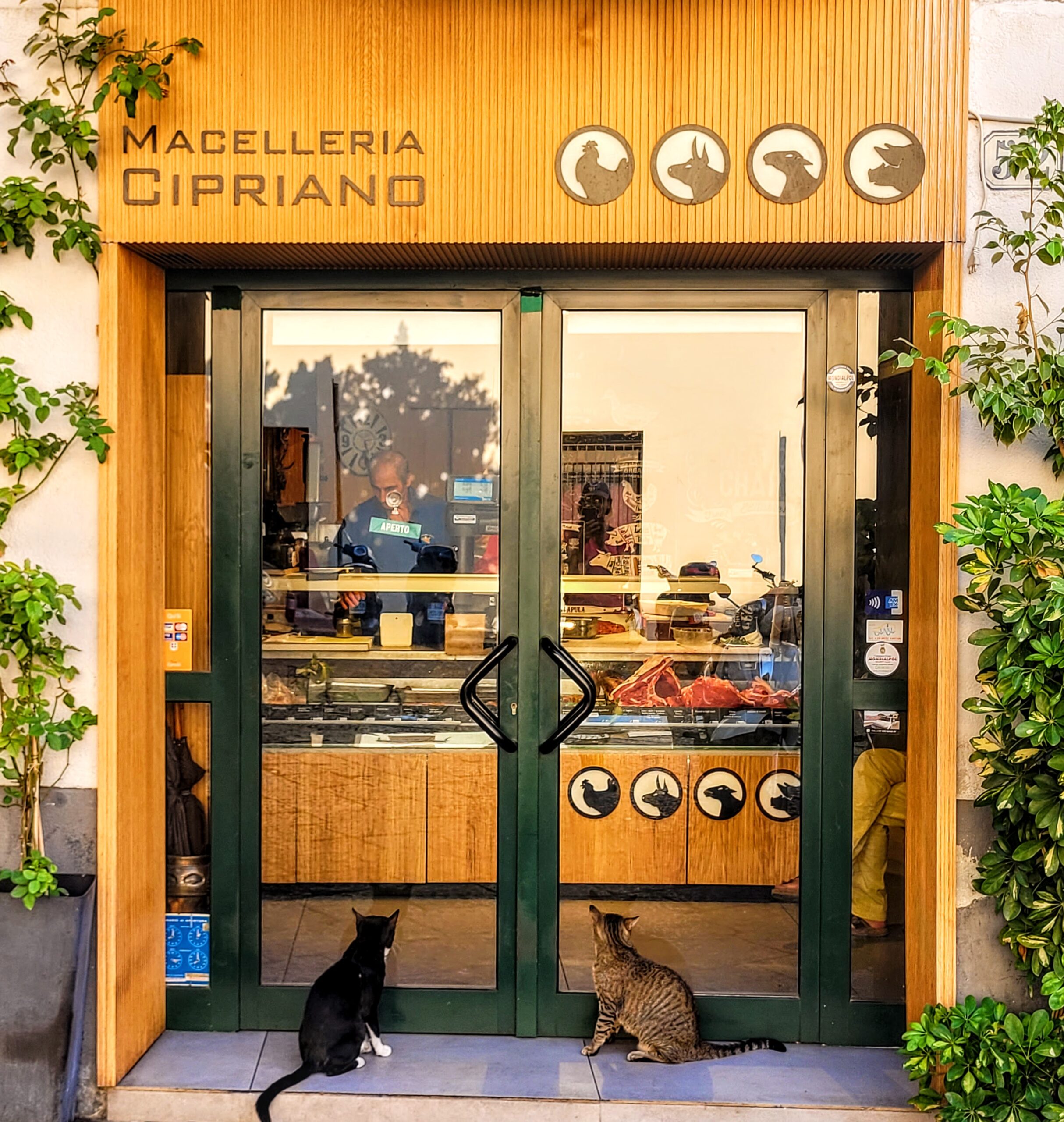 These kitties are scoping out quality meat at a local butcher shop; Cefalu, Sicily (Italy) 