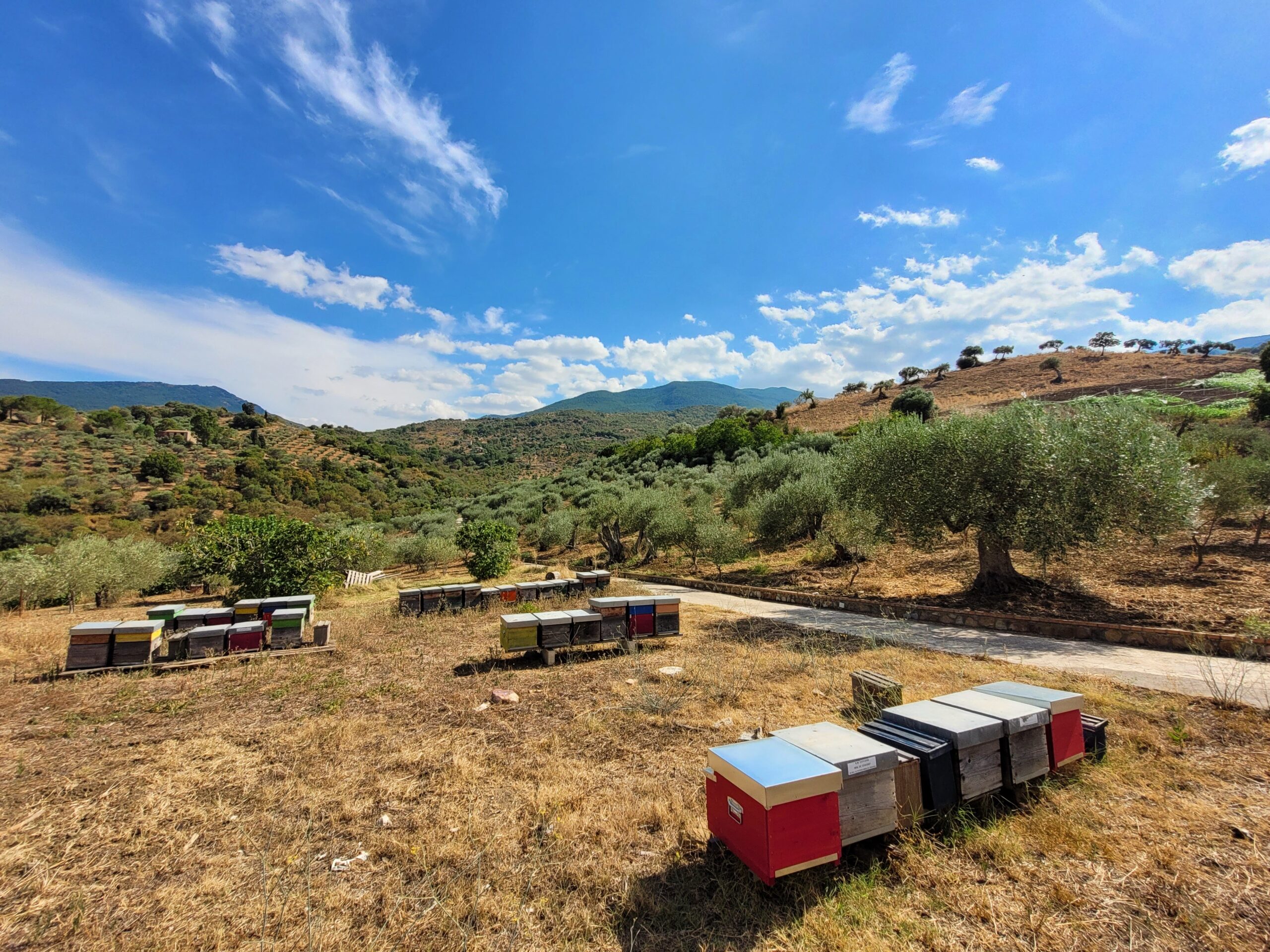 Busy bees hard at work at Bergi's organic farm; Castelbuono, Sicily (Italy)