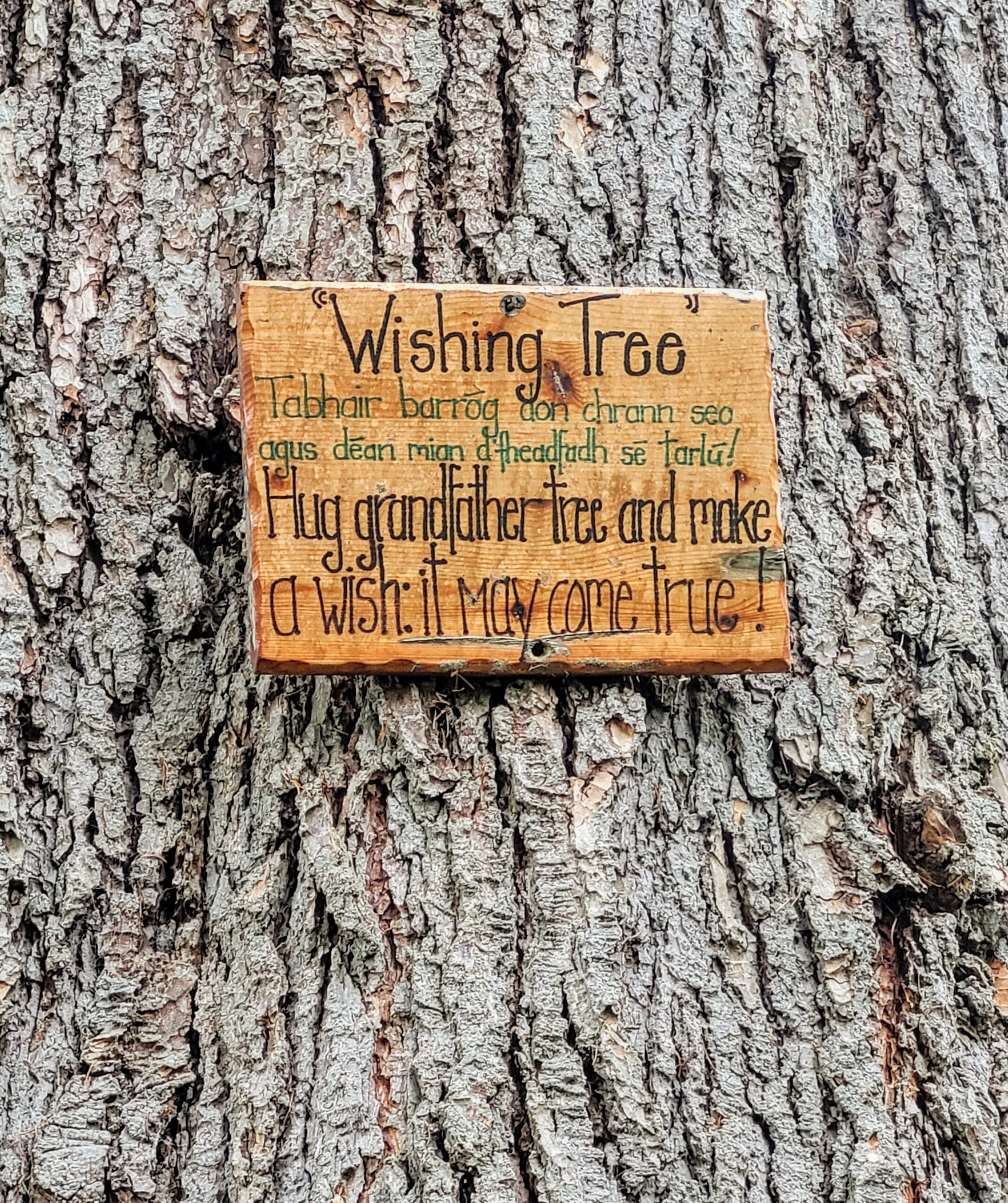 The 'Wishing Tree' in the fairy garden @ Corkagh Park; Dublin, Ireland