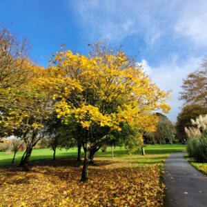 Autumn colours @ Park of Tralee