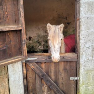 My horse friend at our Airbnb; Kilflynn