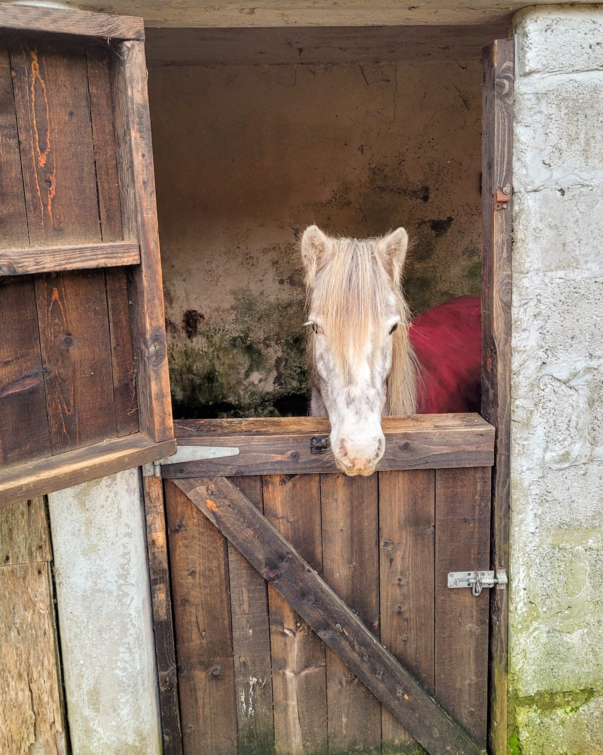 My horse friend at our Airbnb rental; Kilflynn, Ireland