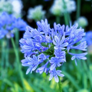 Community Garden; Palazzolo Acreide