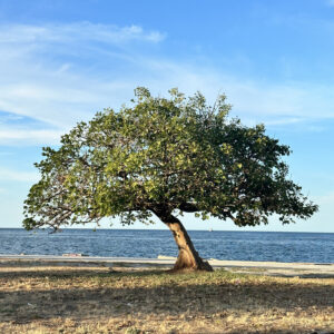 Peace in a chaotic city; Palermo, Sicily
