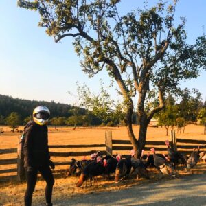 Wild turkeys on the road; Salt Spring Island, BC
