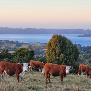 Dinner time!; Ancud, Chiloé Island