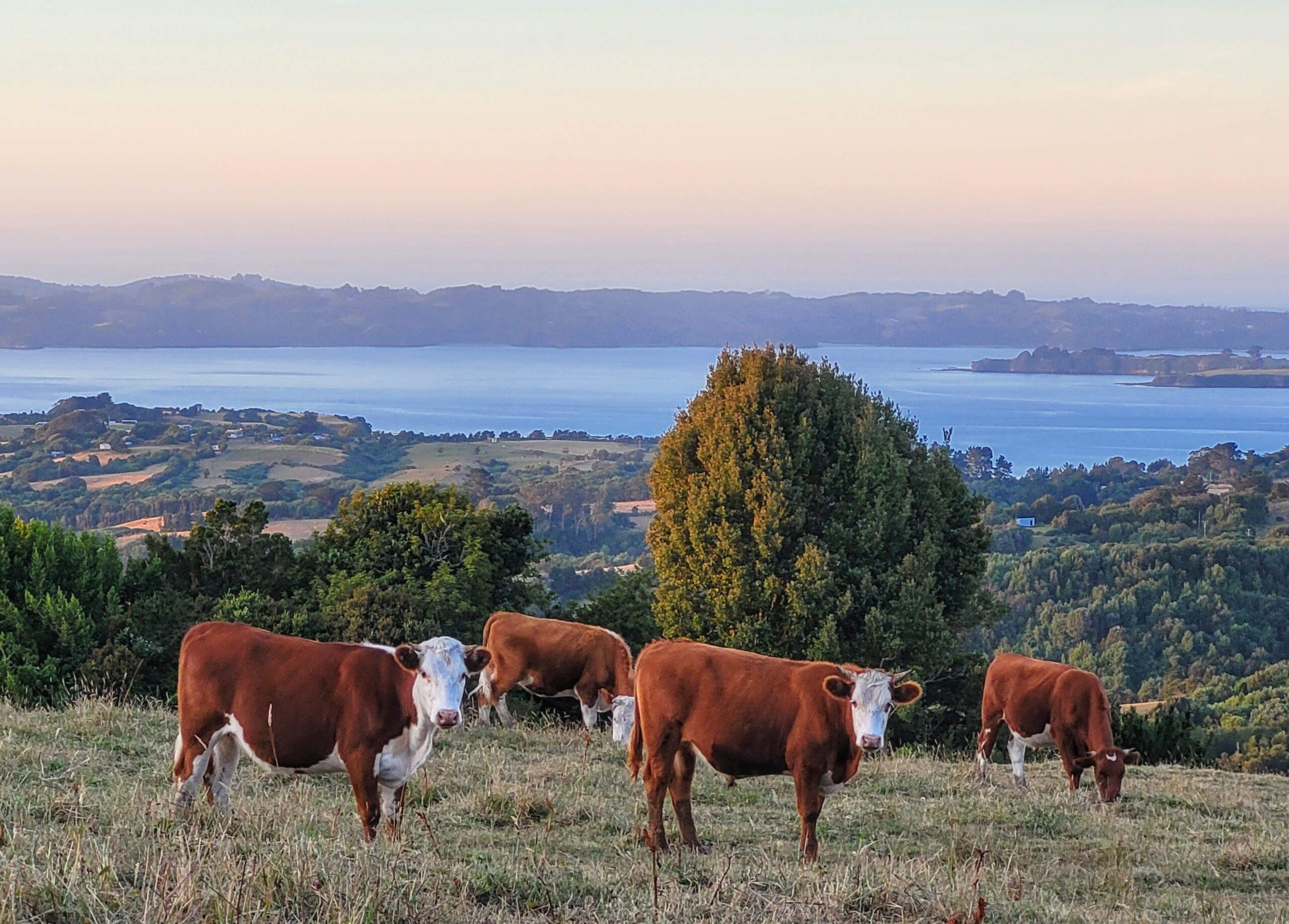 Dinner time for these cows!; Ancud, Chiloé Island (Chile)