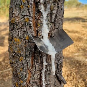 Manna harvesting; Castelbuono