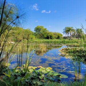 University of Talca - Botanical Garden