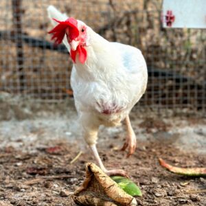 I 'chicken-sit' part-time; Castelbuono