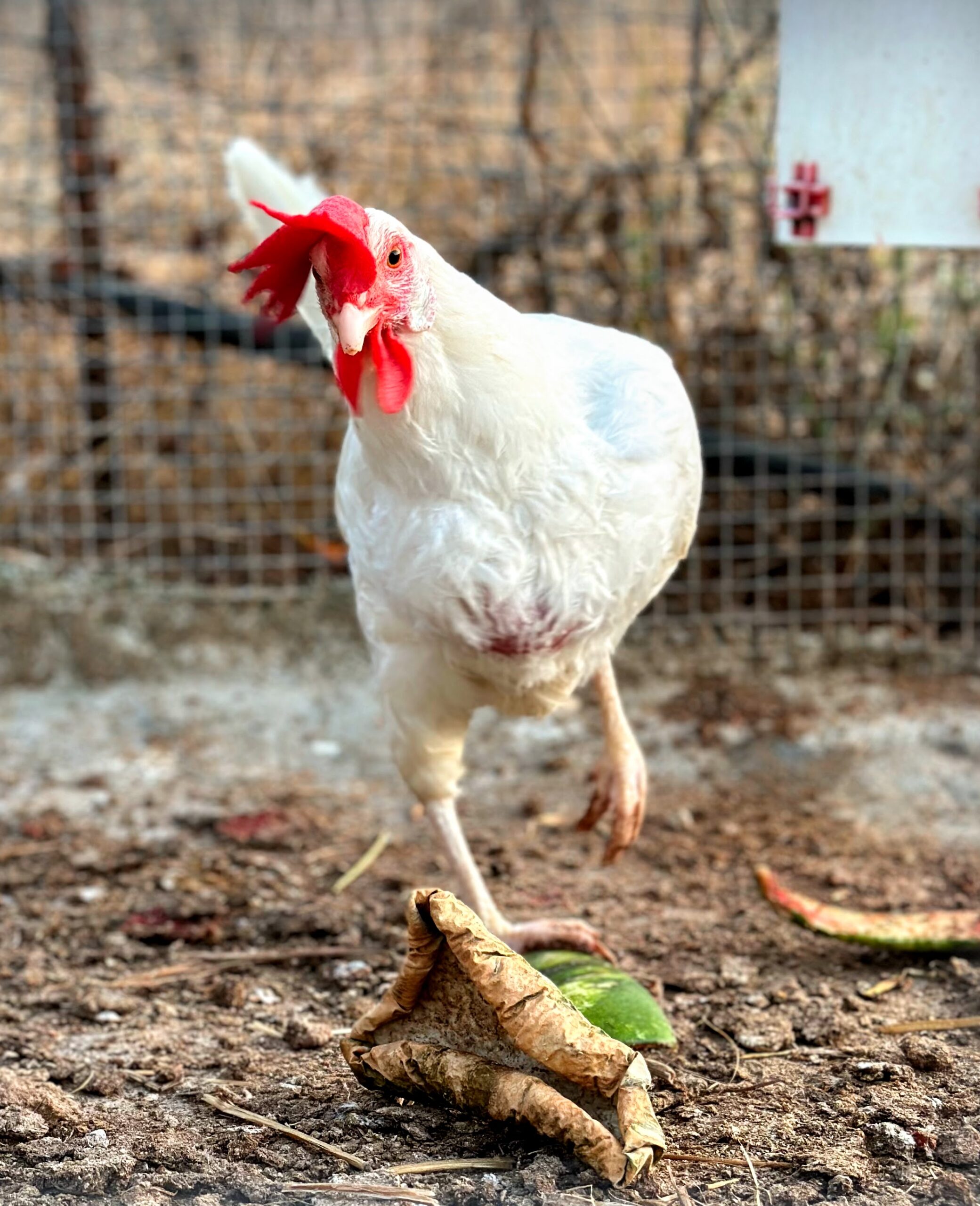 My chicken friend on our rental property. She has quite the personality; Castelbuono, Sicily (Italy)