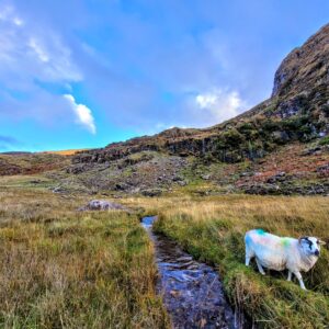 A lone sheep @ Gap of Dunloe; Killarney