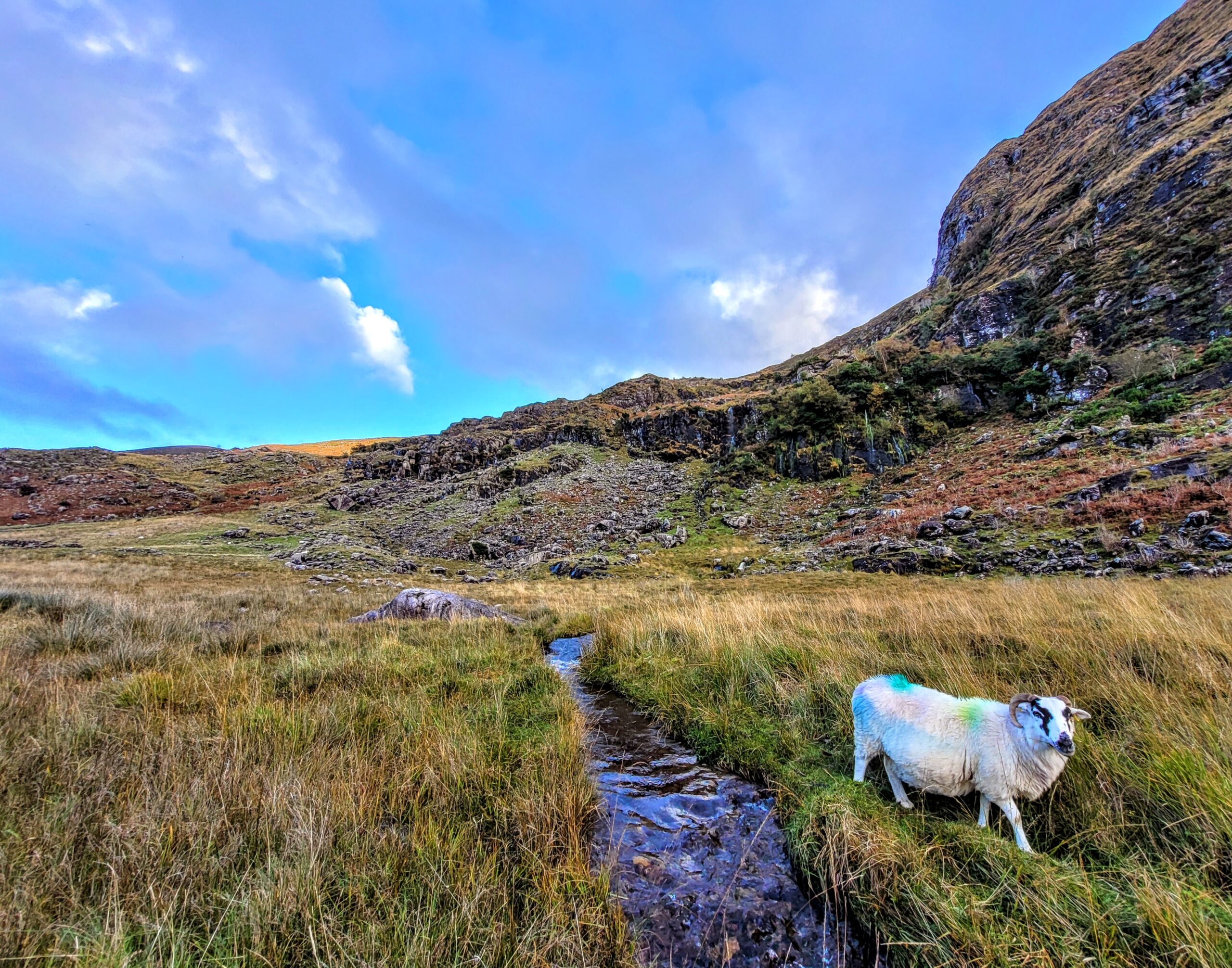 A lone sheep enjoying its freedom in the Gap of Dunloe; Killarney, Ireland