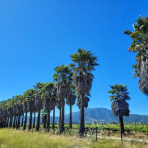 Bodegas RE vineyard; Casablanca