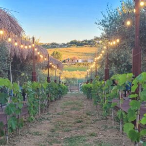 Sunset @ Abaia Vineyard; Durres