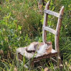 Neighbour's kitty soaking in the sun; Vejtse