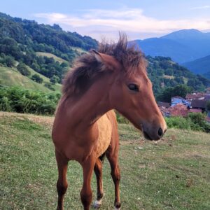 My neighbour's foal; Vejtse