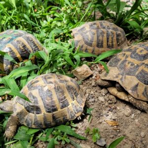 Turtles in our garden; Durres