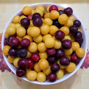 Wild plums in the Shar Mountains; Vejtse