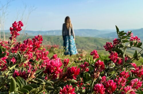 Spring time with a field of flowers in bloom; Valledolmo, Sicily (Italy)