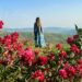 Spring time with a field of flowers in bloom; Valledolmo, Sicily (Italy)