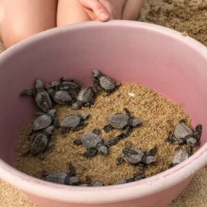 Turtle fun @ Tortugueros Las Playitas