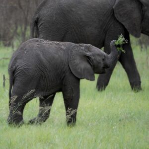 Baby elephant at Kruger National Park
