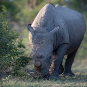 White rhinoceros at Kruger National Park