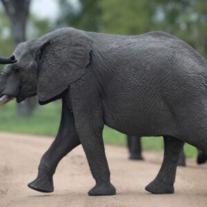 Elephant walking across the road at Kruger National Park; South Africa