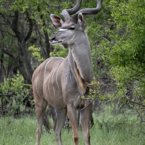 Male kudu @ Kruger National Park