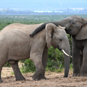 African Elephants hugging