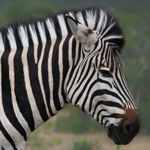 Burchell Zebra at Kruger National Park