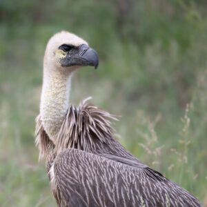 Himalayan Vulture at Kruger National Park