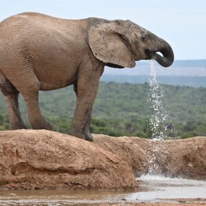 Addo Elephant Park