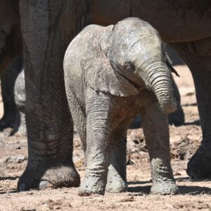 Baby elephant; Addo Elephant Park