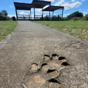 iSimangaliso Wetland Park; St Lucia