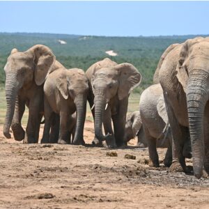 Herd of elephants walking; Addo Elephant Park, South Africa