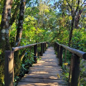 Rainforest at God's Window; South Africa