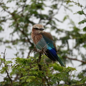 Kruger National Park; South Africa