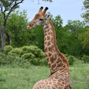 Giraffe resting at Kruger National Park; South Africa