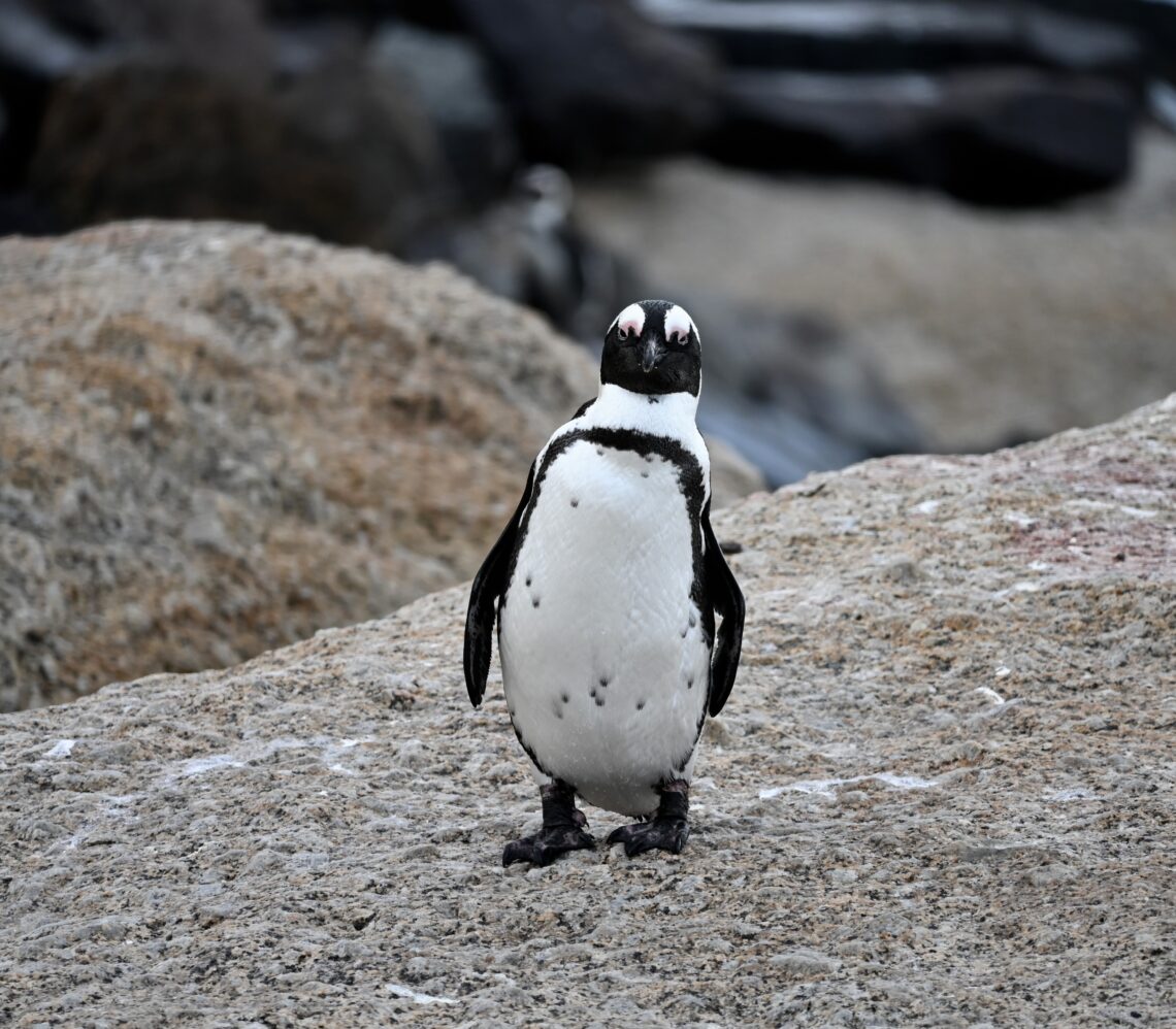 Africa penguin standing on a rock at Seaforth Beach; Simon's Town, South Africa