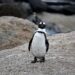 Africa penguin standing on a rock at Seaforth Beach; Simon's Town, South Africa