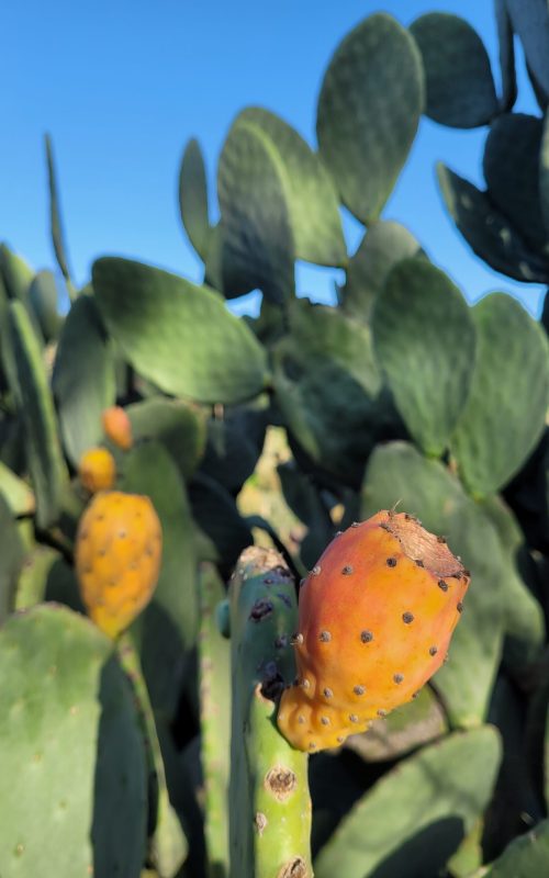 Prickly pear tree in Sicily