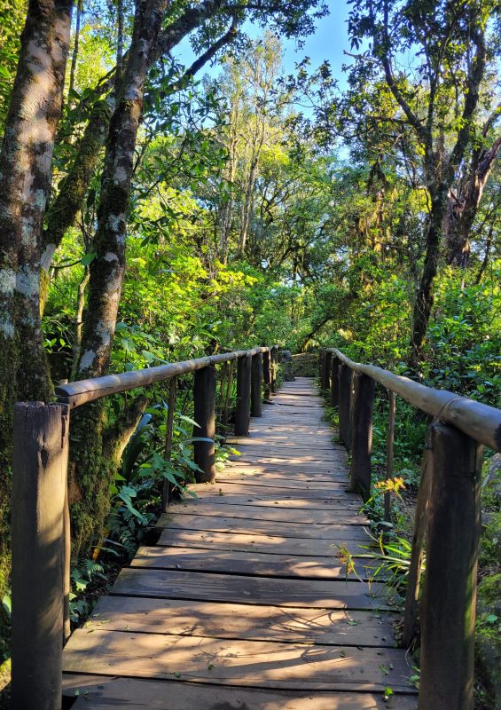 Rainforest at God's Window; South Africa