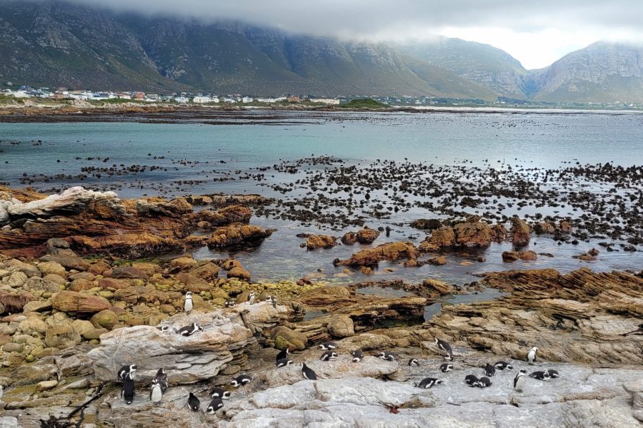 Stony Point Nature Reserve; Betty's Bay, South Africa