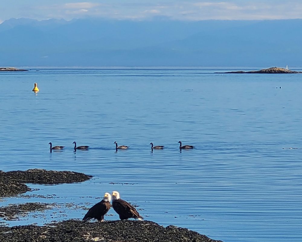 Bald Eagles at Cattle Point; Victoria, BC