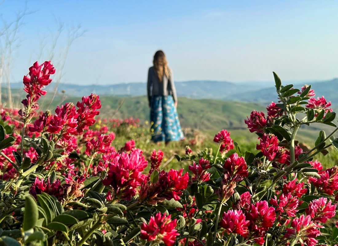 Spring time with a field of flowers in bloom; Valledolmo, Sicily (Italy)