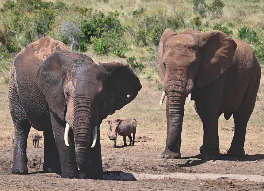 African Elephants sharing a watering hole with warthogs; Addo Elephant Park, South Africa